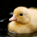 neuroticduck