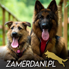 Zamerdani.pl