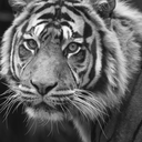 Albert_ahlabs_pro