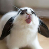 Battle Bunny