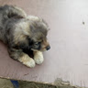 Остап Кончак