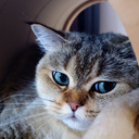Webee