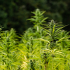 WILD HEMP