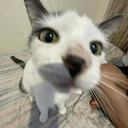 Lisac