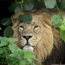 Laufer Bielsko-Biała