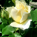 Dagmara