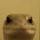 melyflua