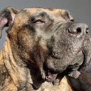 PresaCanario777