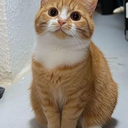 feline