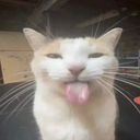 zynoxx