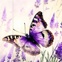 ButterflyOnline