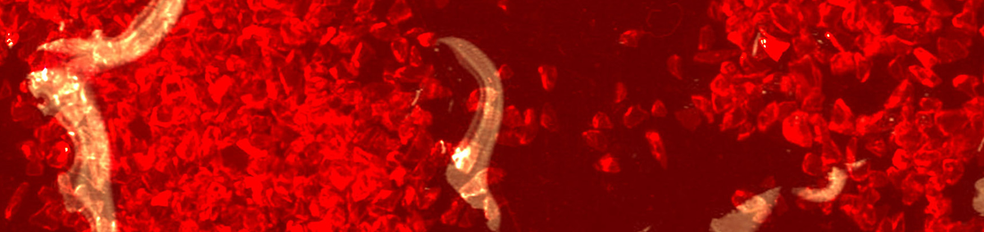 Cover photo