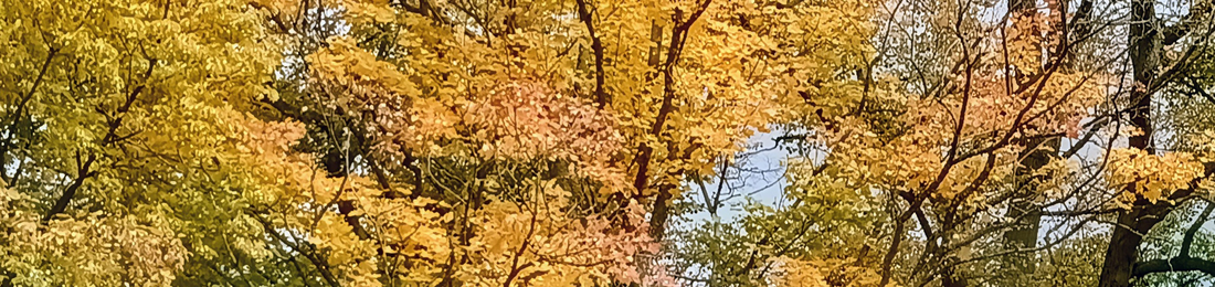 Cover photo