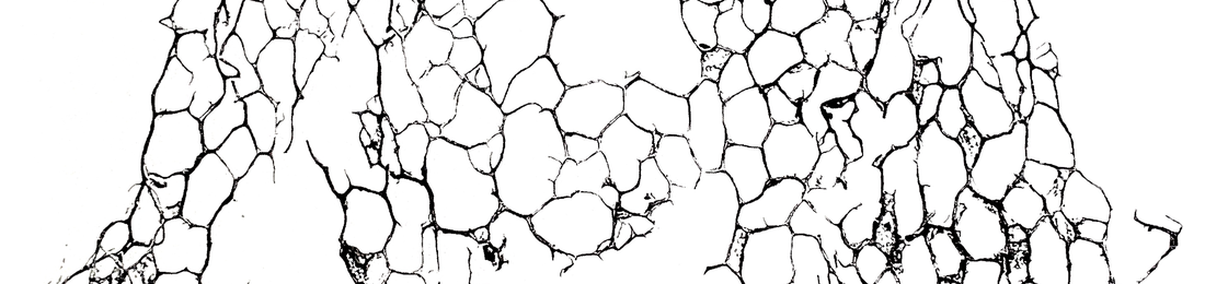 Cover photo