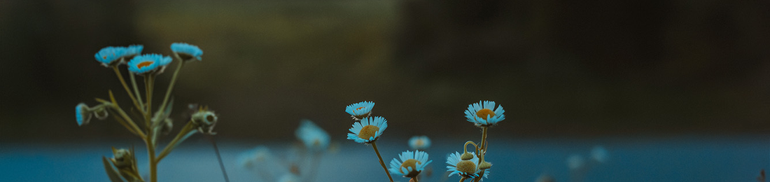 Cover photo
