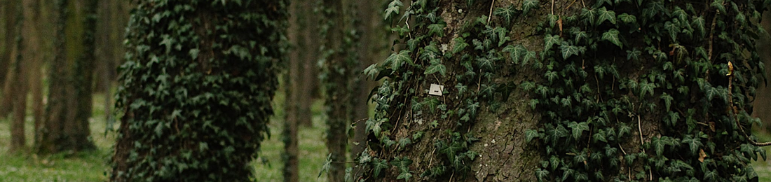 Cover photo