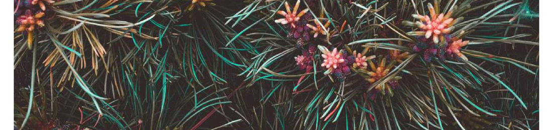 Cover photo