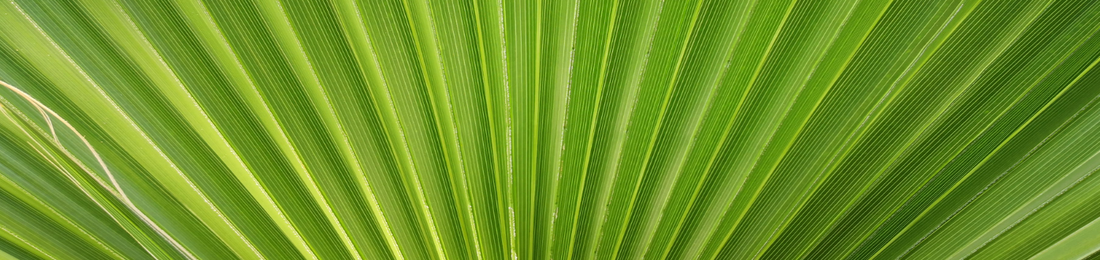 Cover photo