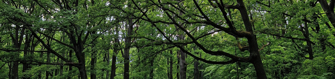 Cover photo