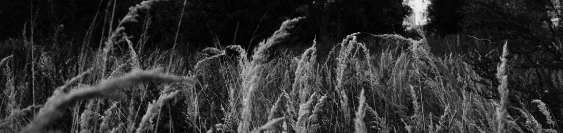 Cover photo