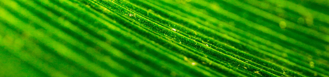 Cover photo