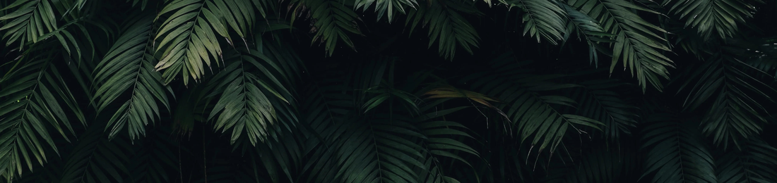 Cover photo