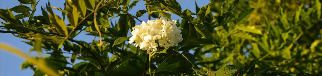 Cover photo