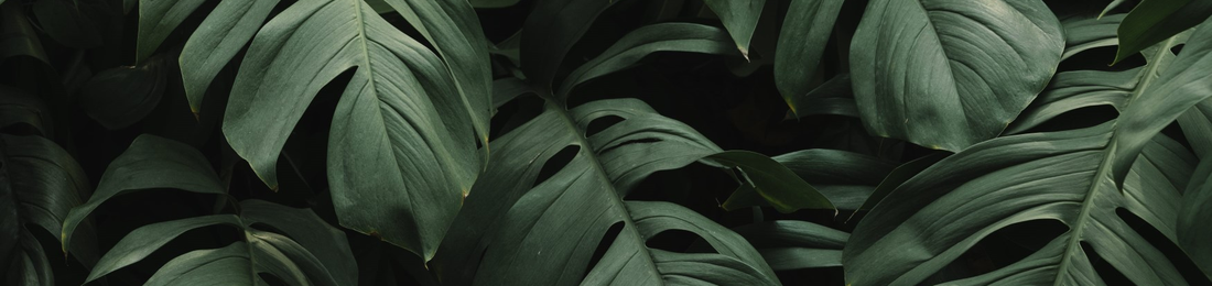 Cover photo