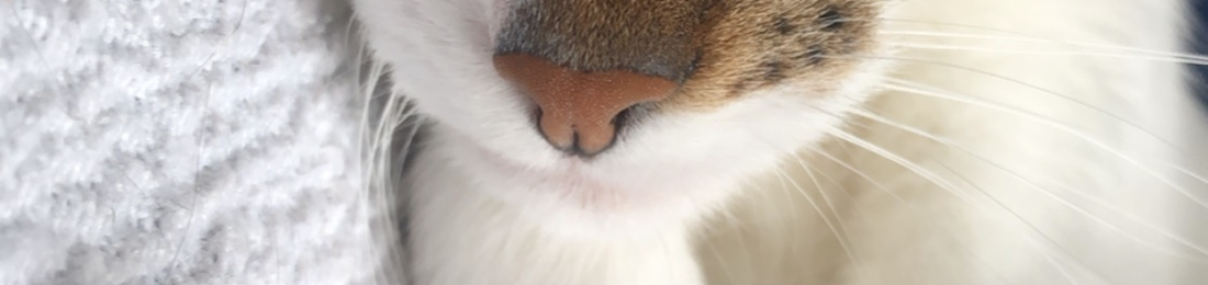 Cover photo