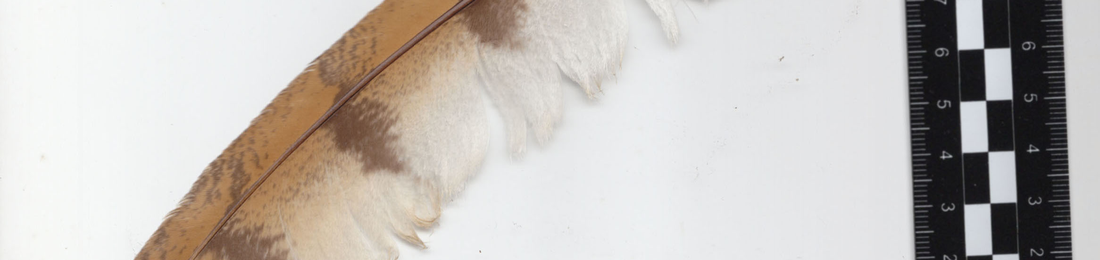 Cover photo