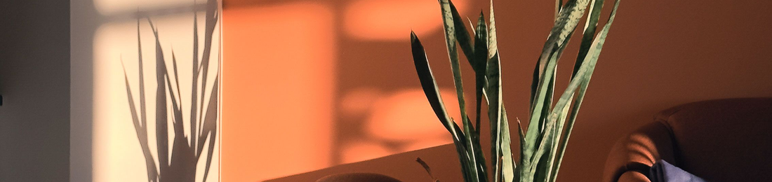 Cover photo