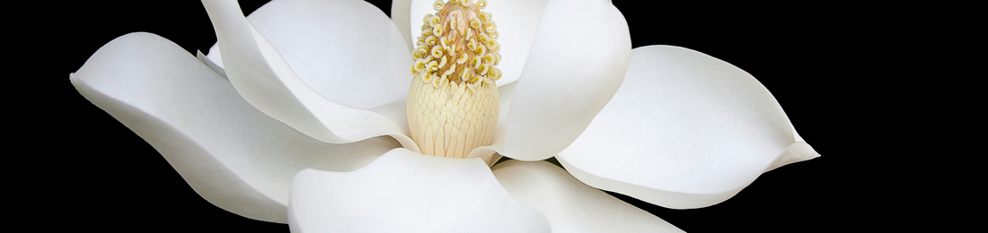 Cover photo