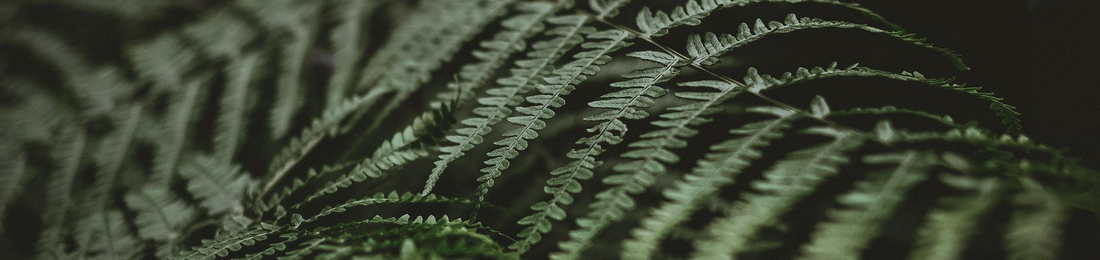 Cover photo