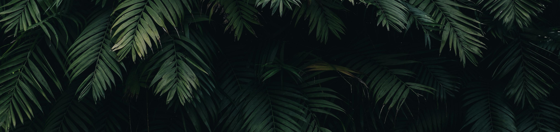 Cover photo